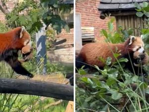 Supporting image for story: West Midlands Safari Park: First footage of newborn endangered red panda twins - When could I see the cubs?
