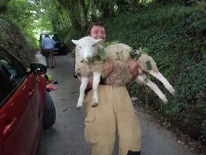 Supporting image for story: Sheep rescued by firefighters - in pictures