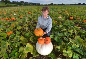 Bob Jones helps get the family farm's pumpkins ready