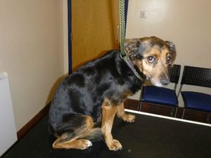 Supporting image for story: 'Callous': Dying dog tied to tree and abandoned in Telford woodland