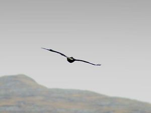Supporting image for story: Fears for missing golden eagle as data from tag ‘suggests he has come to harm’