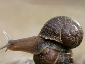 Supporting image for story: Jeremy the lonely snail got caught in a love triangle and things got pretty awkward...