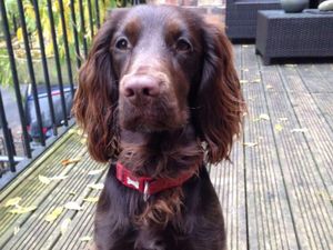 Supporting image for story: Dog thefts in region increase by 37 per cent 