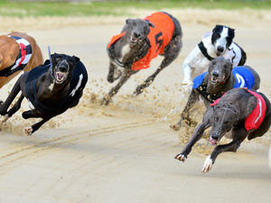 Supporting image for story: 'People would be horrified': Charity calls for rethink of new Wolverhampton greyhound track