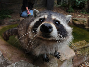 Supporting image for story: Raccoons found at filthy illegal puppy farm given new home at Sedgley rescue centre