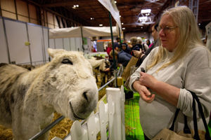 Donkeys on show at the National Pet Show at the NEC, Birmingham. PA Photo. Picture date: Sunday November 3, 2019.  Photo credit should read: Jacob King/PA Wire.