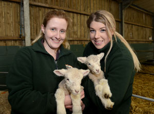 The lambs