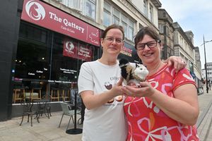 The Qattery is open downstairs as a cafe and Debbie Morgan said upstairs would be exclusively for the cats