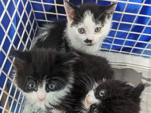 Supporting image for story: More than 10,000 animals in the West Midlands rehomed by the RSPCA in last decade as charity marks 200th anniversary year