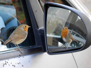 Supporting image for story: Star Witness winner: Life's tweet as robin reflects