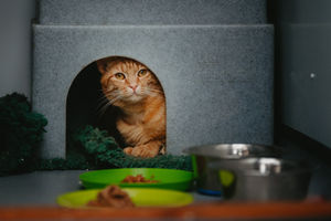 Five feral cats are in desperate need of a home from Shropshire Cat Rescue