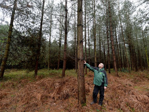 Supporting image for story: How more working forests could reduce hospital waiting times