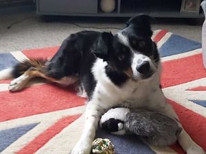 Supporting image for story: Watch: Britain's smartest dog? Shrewsbury border collie 'knows name of all his 231 toys'