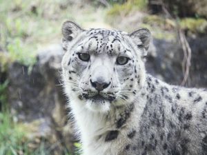 Supporting image for story: Twycross Zoo's new festive adventure, including ice rink and pigs-in-blanket pizza! 