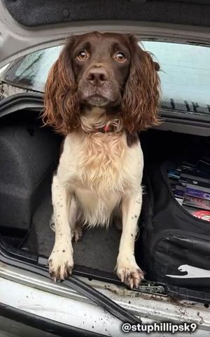 Griff with the stash he uncovered(Credit:  Stu Phillips K9/Wolverhampton Council)