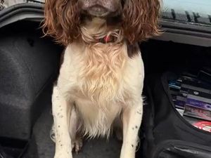 Supporting image for story: WATCH: Moment clever Wolverhampton sniffer dog Griff uncovers hoard of illegal vapes and cigarettes inside vehicle