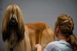An Afghan Hound dog is prepared for show at the Birmingham National Exhibition Centre (NEC) during the final day of the Crufts Dog Show. PA Photo. Issue date: Sunday March 8, 2020. See PA story ANIMALS Crufts. Photo credit should read: Jacob King/PA Wire.