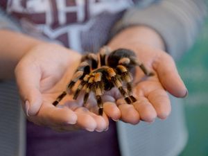 Supporting image for story: This might be the reason why you are afraid of spiders