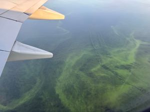 Supporting image for story: Call for urgent cross-party action to save Lough Neagh