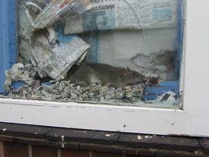 Supporting image for story: Rats, out of date food and counterfeit booze: Action plan on Walsall food horrors
