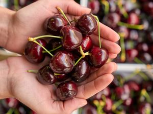 Supporting image for story: Warm weather leads to glut of cherries with larger packs on sale at supermarket