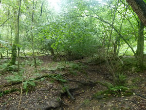 The woods which have been put on the market for £27,000.