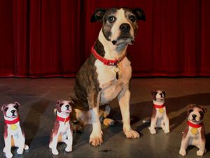 Supporting image for story: The cute Sutton Coldfield rescue dog set to star in Legally Blonde  