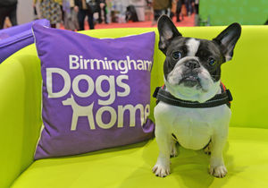 Betty has recently been adopted from Birmingham Dogs Home.