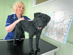 Supporting image for story: Stray dog turns up in Wolverhampton - 80 miles from home