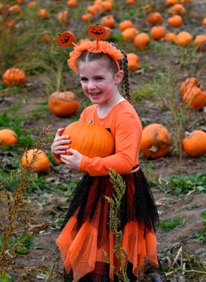 SHREWS COPYRIGHT NATIONAL WORLD TIM THURSFIELD -11/10/25Pumpkin picking at Little Wytheford Farm, Shawbury.