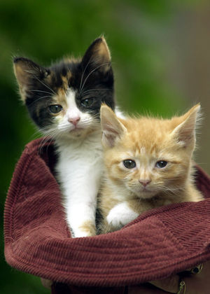 A Tale of Two Kitties