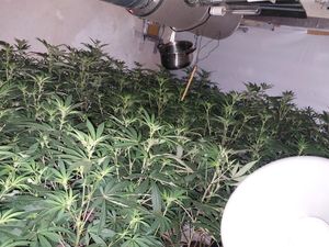 Supporting image for story: Police swoop on Smethwick address and seize 185 plants