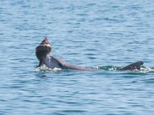 Supporting image for story: Baby dolphins learn special foraging technique from others, not just mum – study