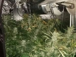 Supporting image for story: Police seize £200k cannabis haul in Hednesford