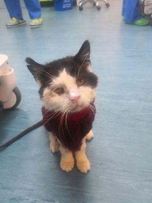 The poorly cat is starting to get back on his feet with the help of staff at the rescue