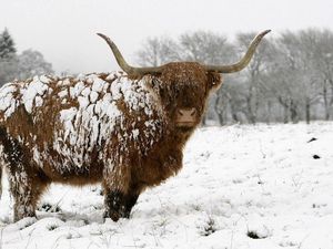 Supporting image for story: Can it be too cold to snow? Meteorologist explains the science behind our favourite weather folklore