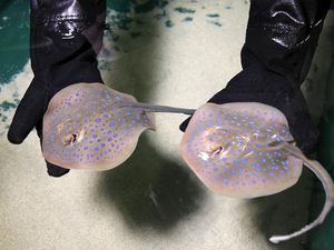 Supporting image for story: Sea Life Blackpool welcomed rare twin baby stingrays and named them the Ray twins