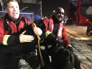 Supporting image for story: Two dogs rescued from freezing canal in Smethwick