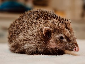 Supporting image for story: Bear the hedgehog inspiration for upcoming book on Shropshire wildlife sanctuary