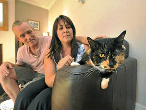 Supporting image for story: Catapult attack thug jailed after shooting cat in the eye