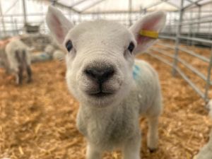 Supporting image for story: Staffordshire farm is bursting with new life for spring