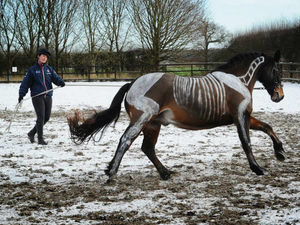 Supporting image for story: Watch: No horsing around at Shropshire college as animal art helps students