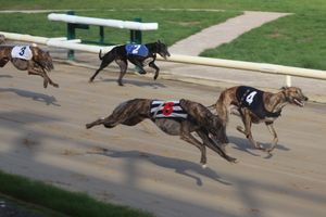 Supporting image for story: Trainer's greyhounds battle it out to be top dog for 2025 at Wolverhampton track