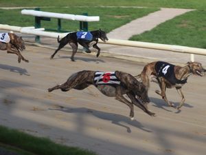 Supporting image for story: Trainer's greyhounds battle it out to be top dog for 2025 at Wolverhampton track