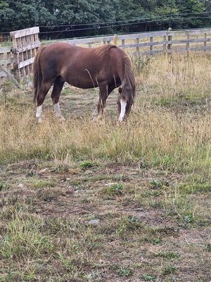 An appeal has been launched to find the horse's owner. Pic: West Mercia Police