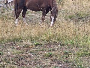 Supporting image for story: Horse discovered 'roaming free' near Shifnal - police launch appeal to find the owner