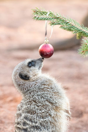 A mob of meerkats at West Midland Safari Park have been treated to their very own Christmas tree and baubles.