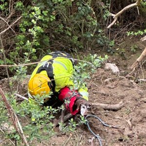 Rosie is rescued from the embankment by a firefighter. Picture: Shropshire Fire and Rescue Service