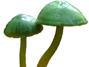 Supporting image for story: Call to scrap plans for 470 new homes – to save mushrooms