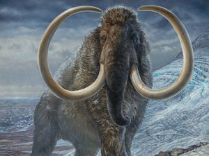 Supporting image for story: Scientists retrace lifetime journey of 17,000-year-old Arctic woolly mammoth